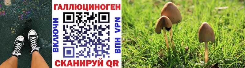 Псилоцибиновые грибы Psilocybe  где продают   Березники 